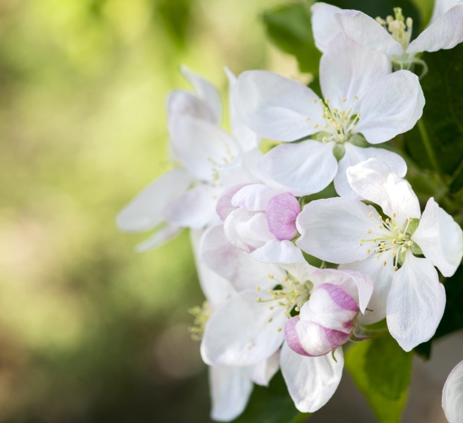 Detailbild Apfelblüte in Südtirol