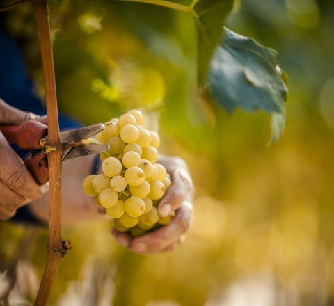 Detailbild Südtiroler Weintrauben, Florian Andergassen
