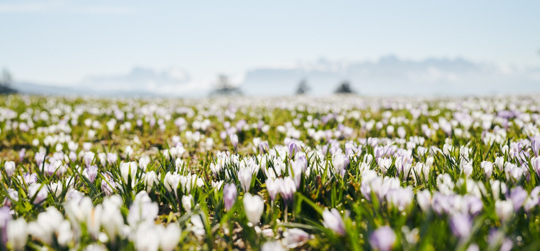 Detailbild Krokus Blumenlandschaft Südtirol