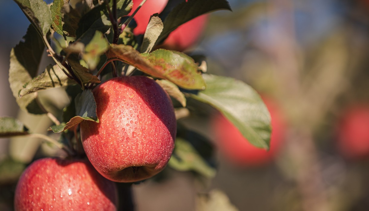 Detailbild rote Äpfel in Südtirol