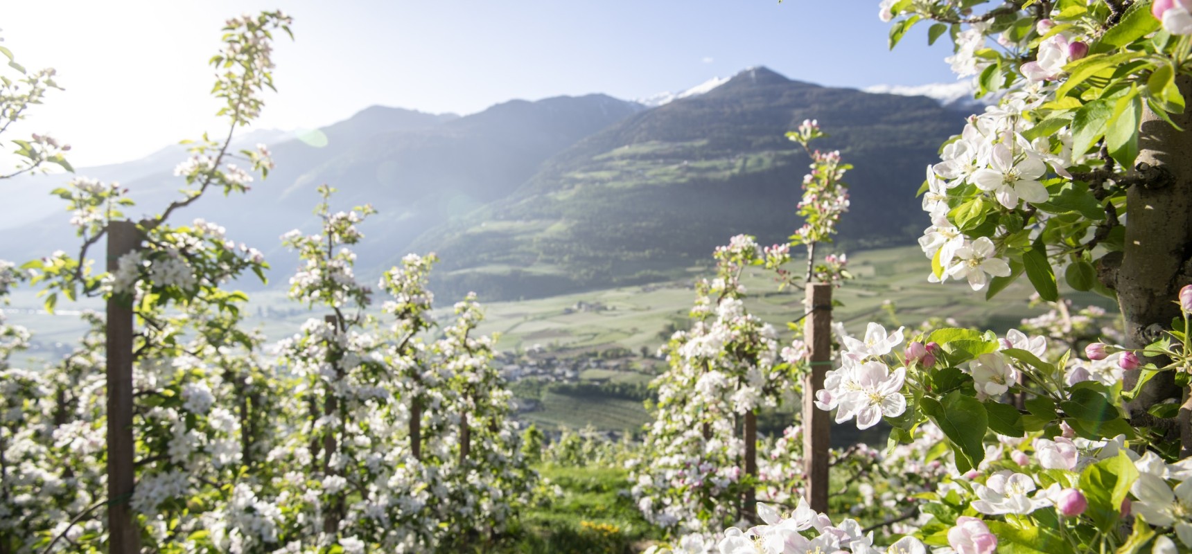 Apfelbäume in ihrer Blütezeit, Südtirol
