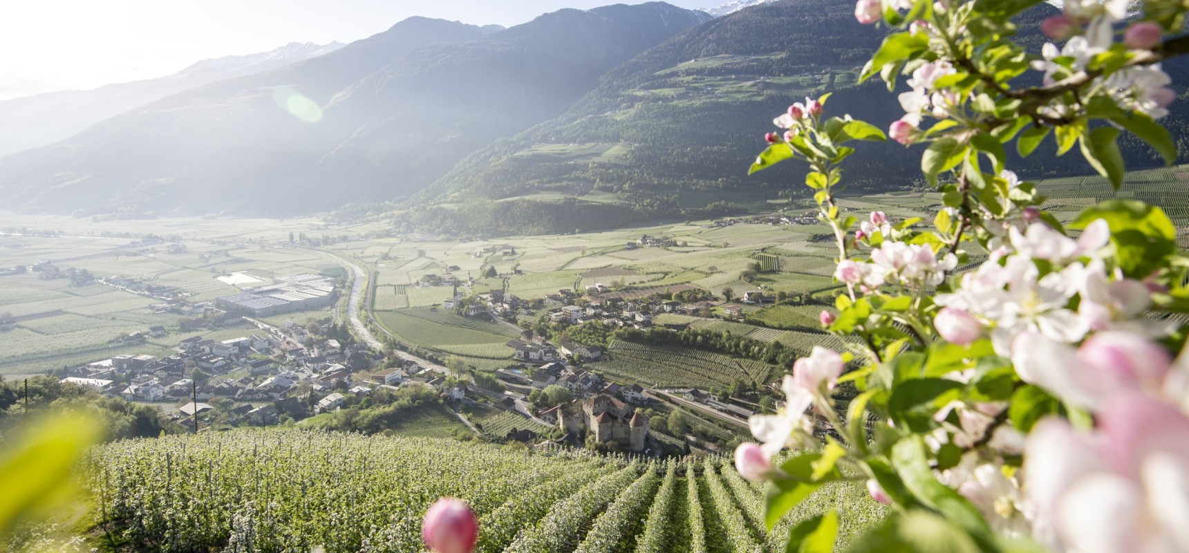 Apfelblüte mit Aussicht Apfelblüte mit Aussicht auf die wunderschöne Landschaft in Südtirol