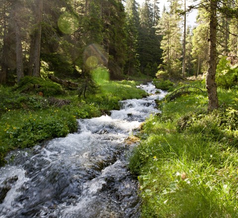 Detailbild Bach im Wald Bach in wunderschöner Berglandschaft, Südtirol