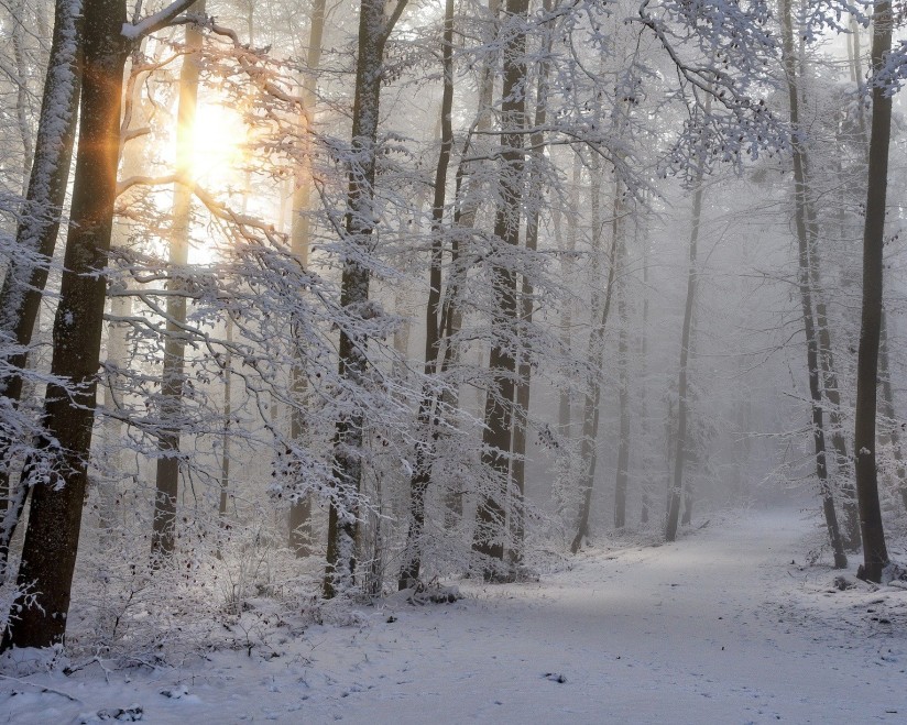 Schneewald in Südtirol: Magische Winterlandschaft im Meraner Land mit verschneiten Wäldern und klarer Bergluft